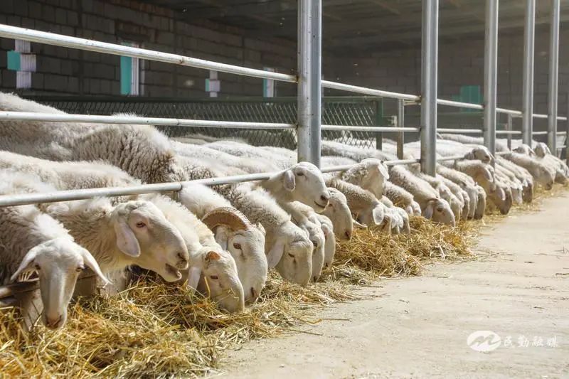 欣海牧業 “牧”歌嘹亮，奏響鄉村振興肉類新篇章