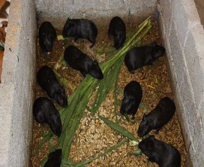 中華黑豚 農民致富新寵，產婦滋補佳品