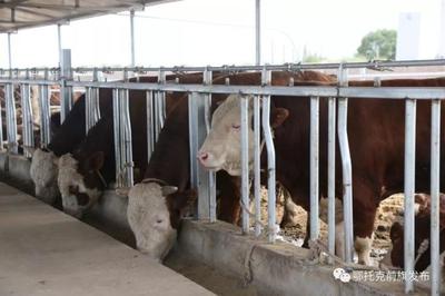 蹄疾步穩謀發展，產業振興正當時——鄂前旗推進農牧業產業高質量發展綜述